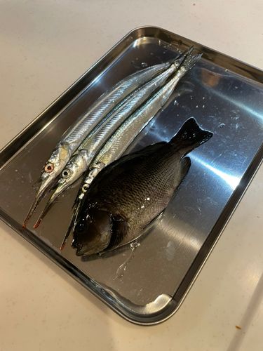 サヨリの釣果