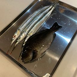 サヨリ
