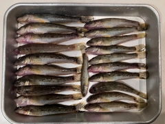 ハゼの釣果
