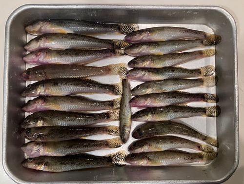 ハゼの釣果