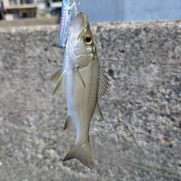 セイゴ（マルスズキ）