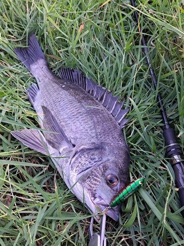 チヌの釣果