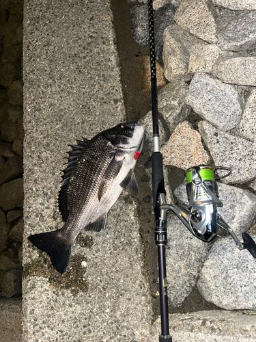 チヌの釣果