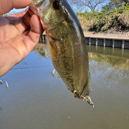 ブラックバス