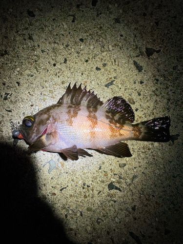 クロメバルの釣果