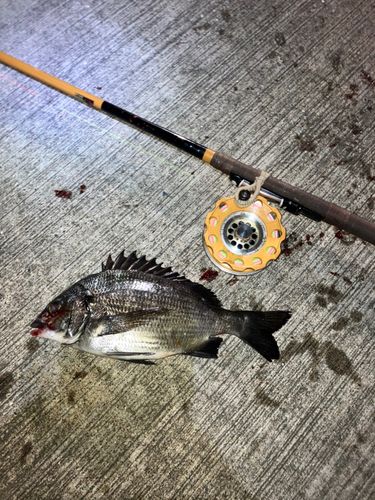 チンチンの釣果