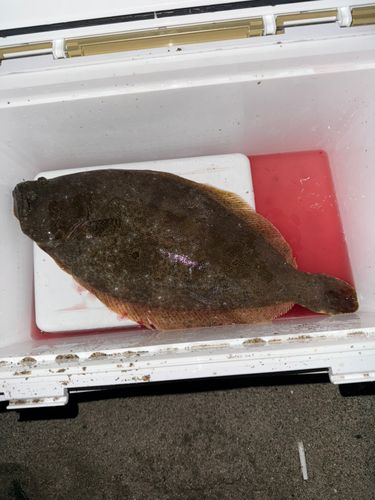 ヒラメの釣果