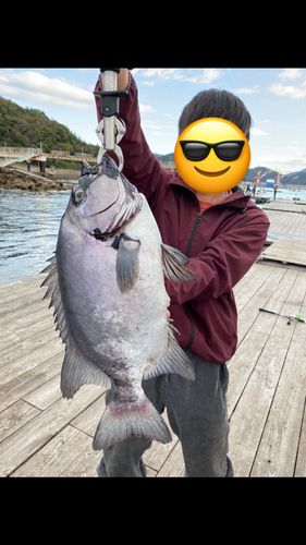 イシダイの釣果