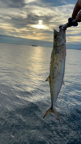 サゴシの釣果
