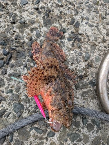 戸田湾