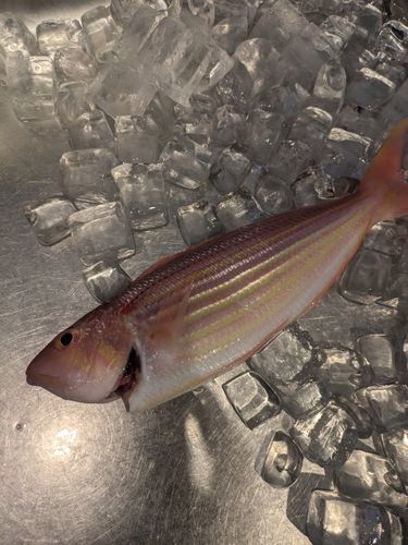 イトヨリダイの釣果