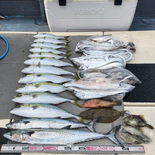 サワラの釣果