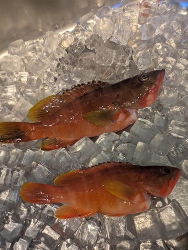 アカハタの釣果