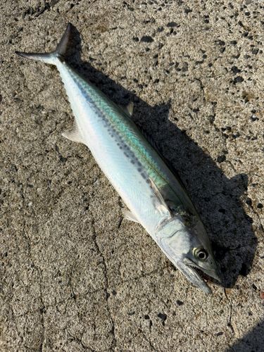 サゴシの釣果