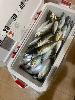 タチウオの釣果