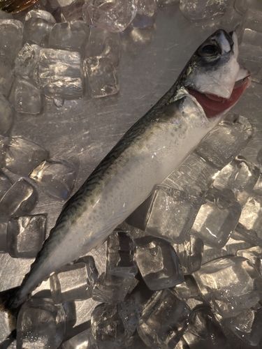 サバの釣果