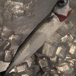 サバ