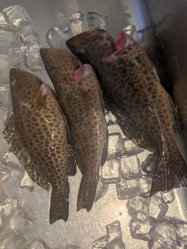 オオモンハタの釣果