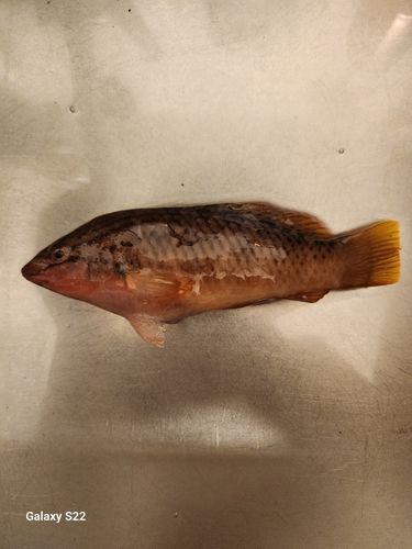 アカササノハベラの釣果