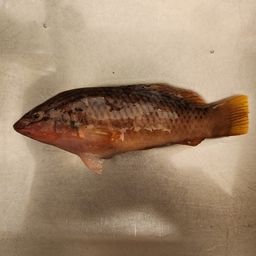 アカササノハベラ