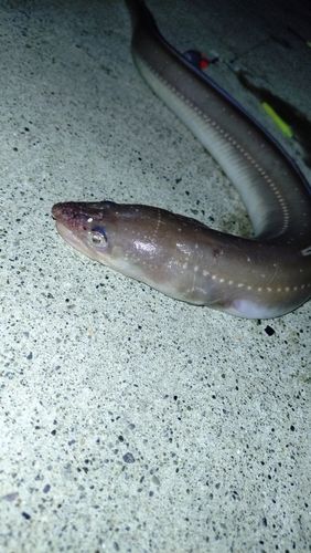 アナゴの釣果