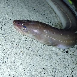 アナゴ