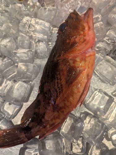 カサゴの釣果