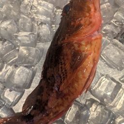 カサゴ