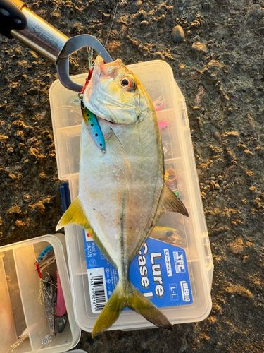 メッキの釣果