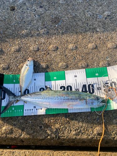 サゴシの釣果