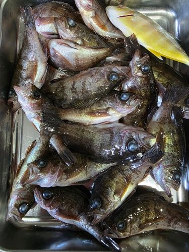 アカメバルの釣果