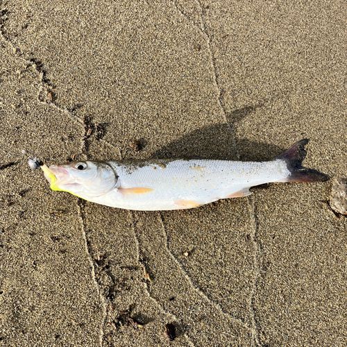ウグイの釣果