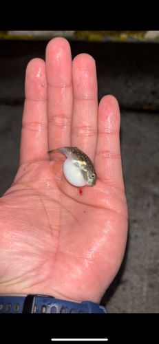 釣果