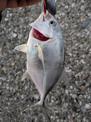 メッキの釣果