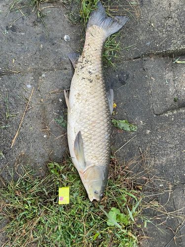 ソウギョの釣果
