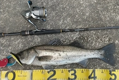 シーバスの釣果
