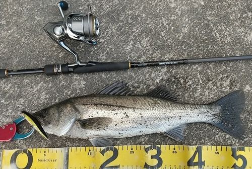 シーバスの釣果