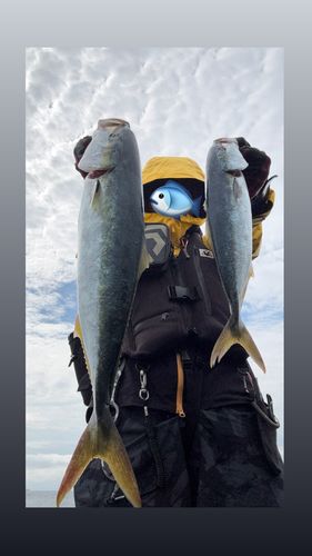 ワカシの釣果