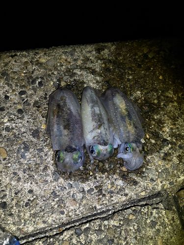 アオリイカの釣果