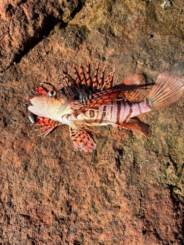 ミノカサゴの釣果