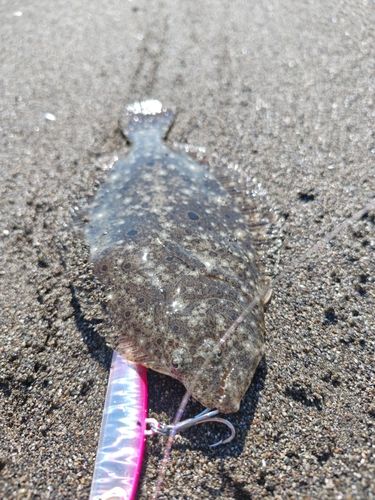 ソゲの釣果
