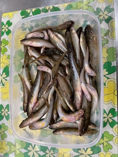 マハゼの釣果