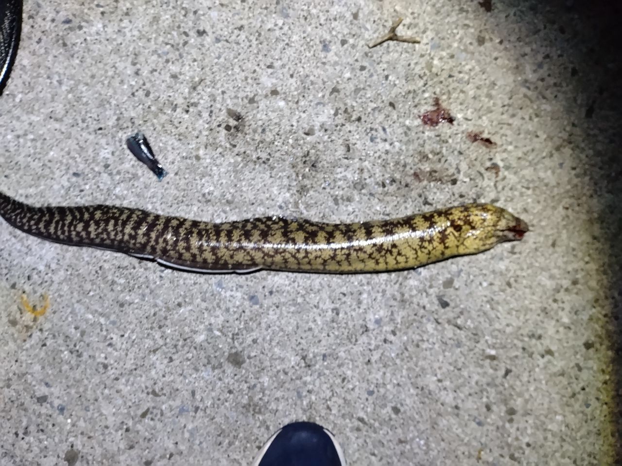 ウツボ