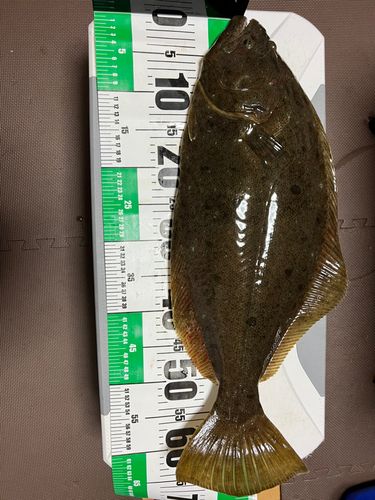 ヒラメの釣果