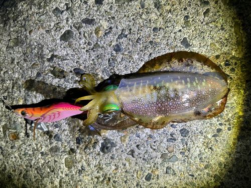 アオリイカの釣果