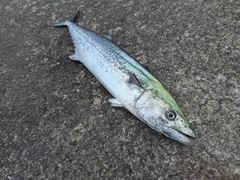 カーエーの釣果