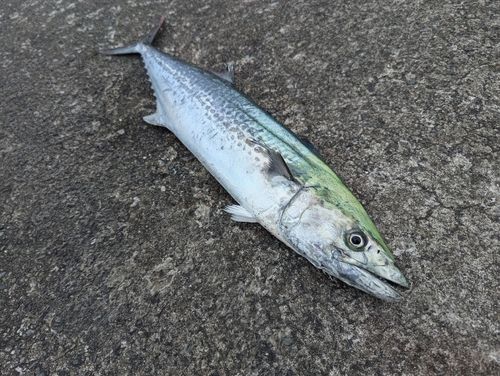 カーエーの釣果