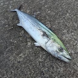 カーエー