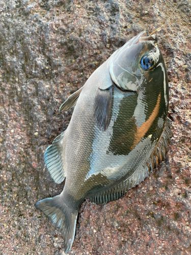グレの釣果