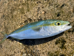 ツバイソの釣果